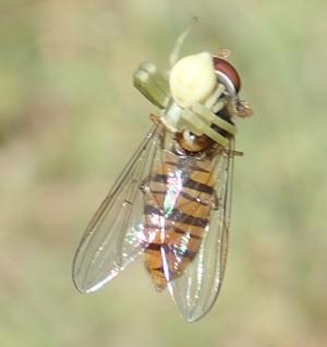 Misumena vatia